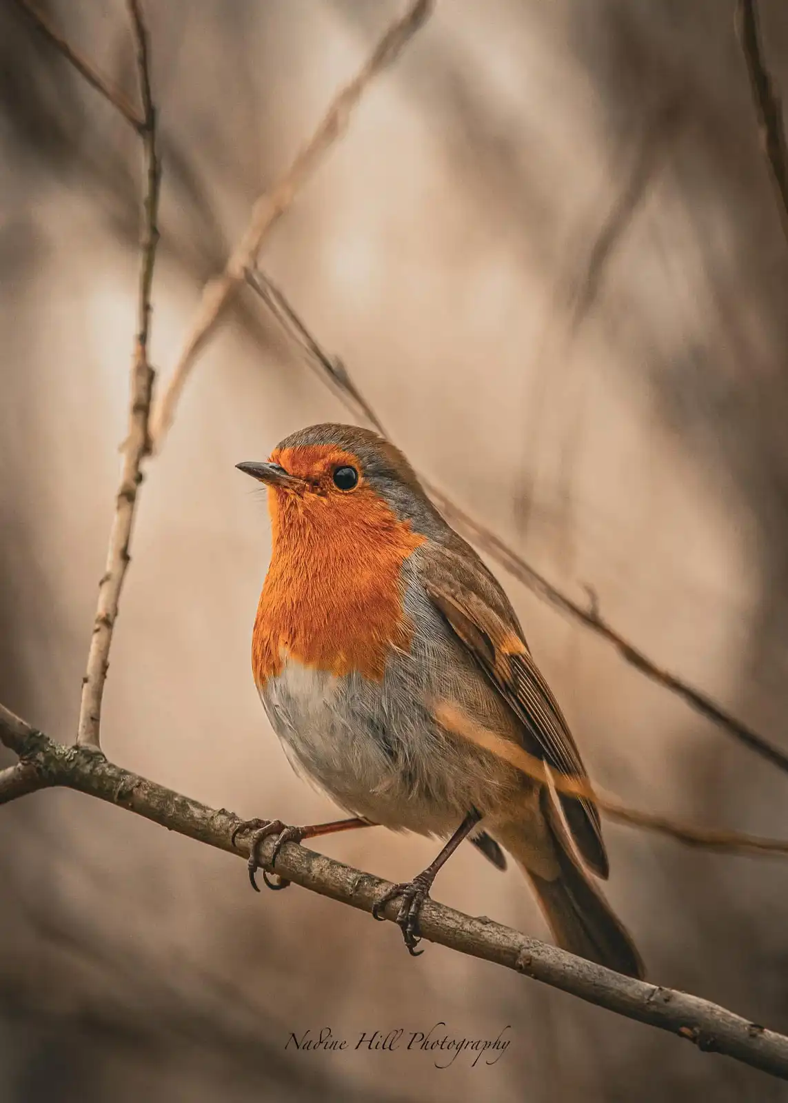 A close-up photograph of a European robin perched on a bare branch, featuring its distinctive orange-red breast and grey…