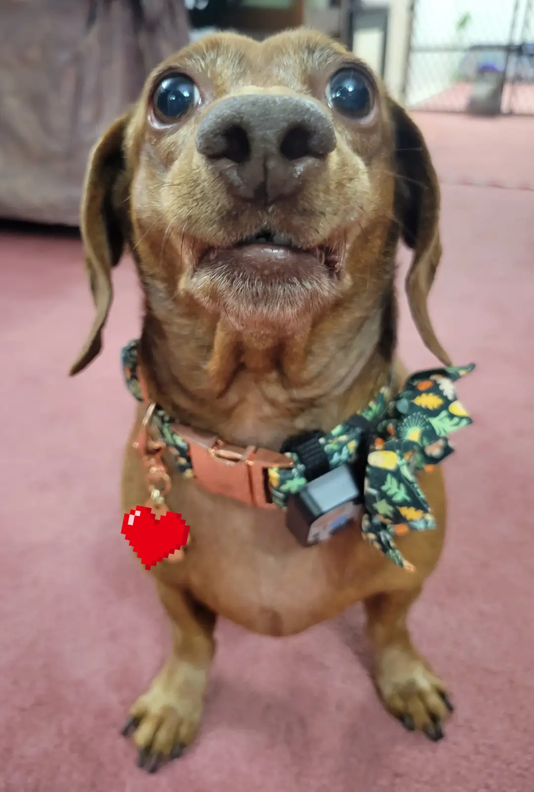 A close-up photo of a brown dachshund with large, expressive eyes looking directly at the camera, wearing a patterned collar…
