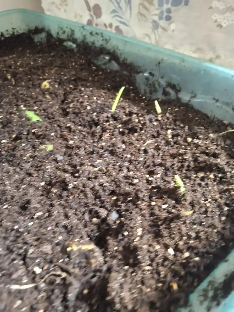 A close-up photo shows a shallow, light-blue plastic tray filled with dark, moist soil. Several tiny, bright green seedlings…