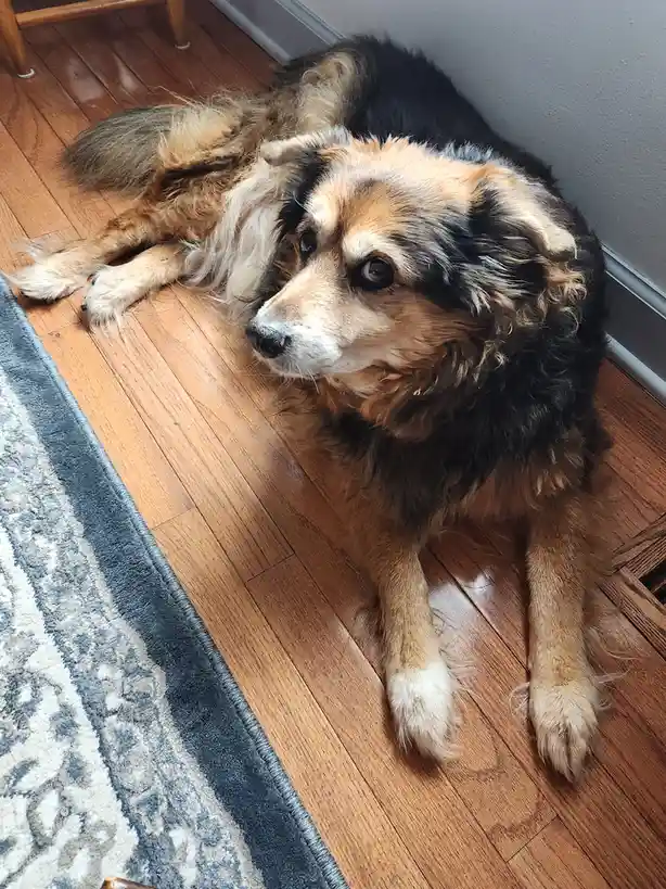 A fluffy, multicolored dog with black, tan, and white fur lies on a wooden floor next to a patterned rug, looking up with a…
