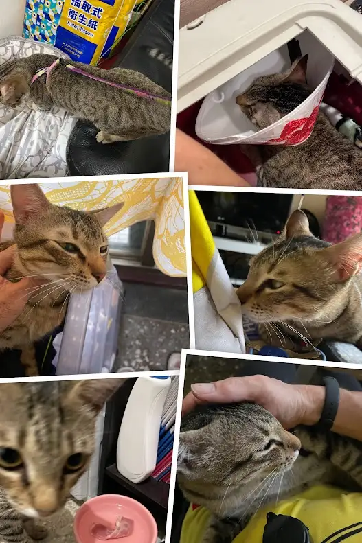 A collage of six photos showing a tabby cat in various states: sleeping on a bed with a pink leash, nestled inside a white…