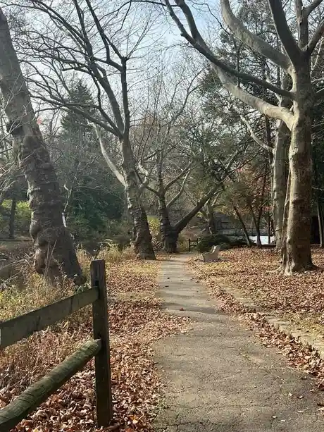 A paved path winds through a park lined with bare trees and fallen autumn leaves, with a wooden fence on the left and a…