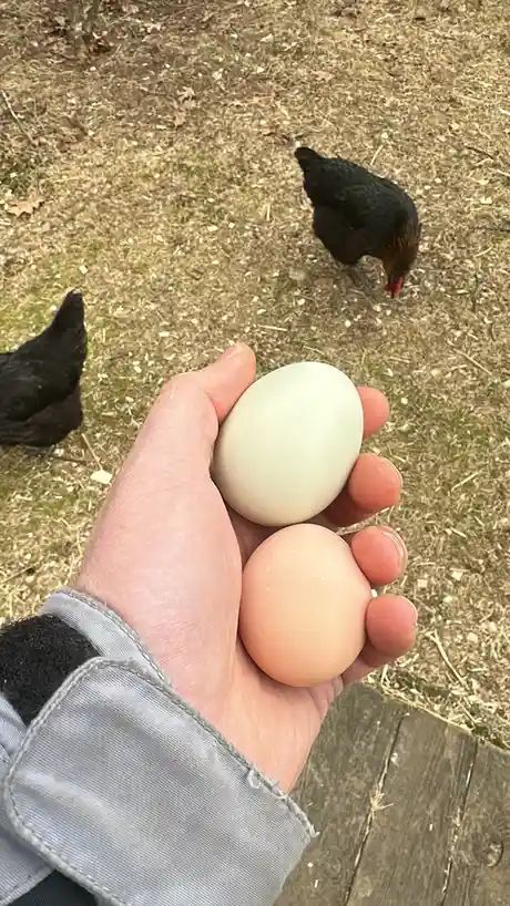 A person's hand holds two eggs — one white and one brown — against a backdrop of dry grass and two black chickens foraging…