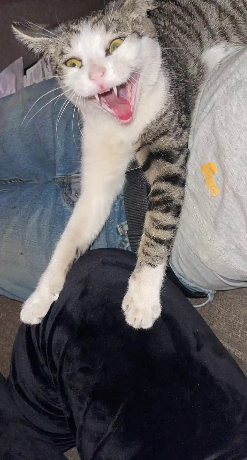 A tabby and white cat with yellow eyes is sitting on a person's lap, mouth wide open showing teeth and tongue, appearing to…