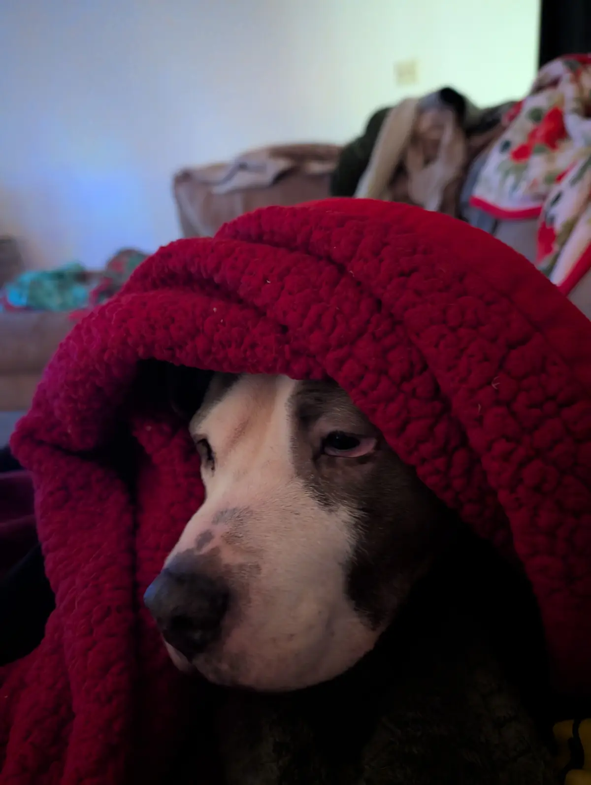 Here's your friendly reminder: Do it for Juno and remember to tag it right!