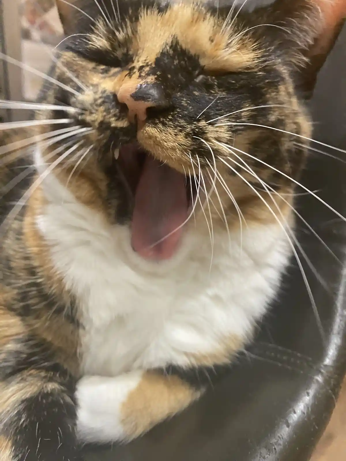 A close-up photo of a calico cat with black, orange, and white fur yawning widely with its tongue out, resting on a dark…