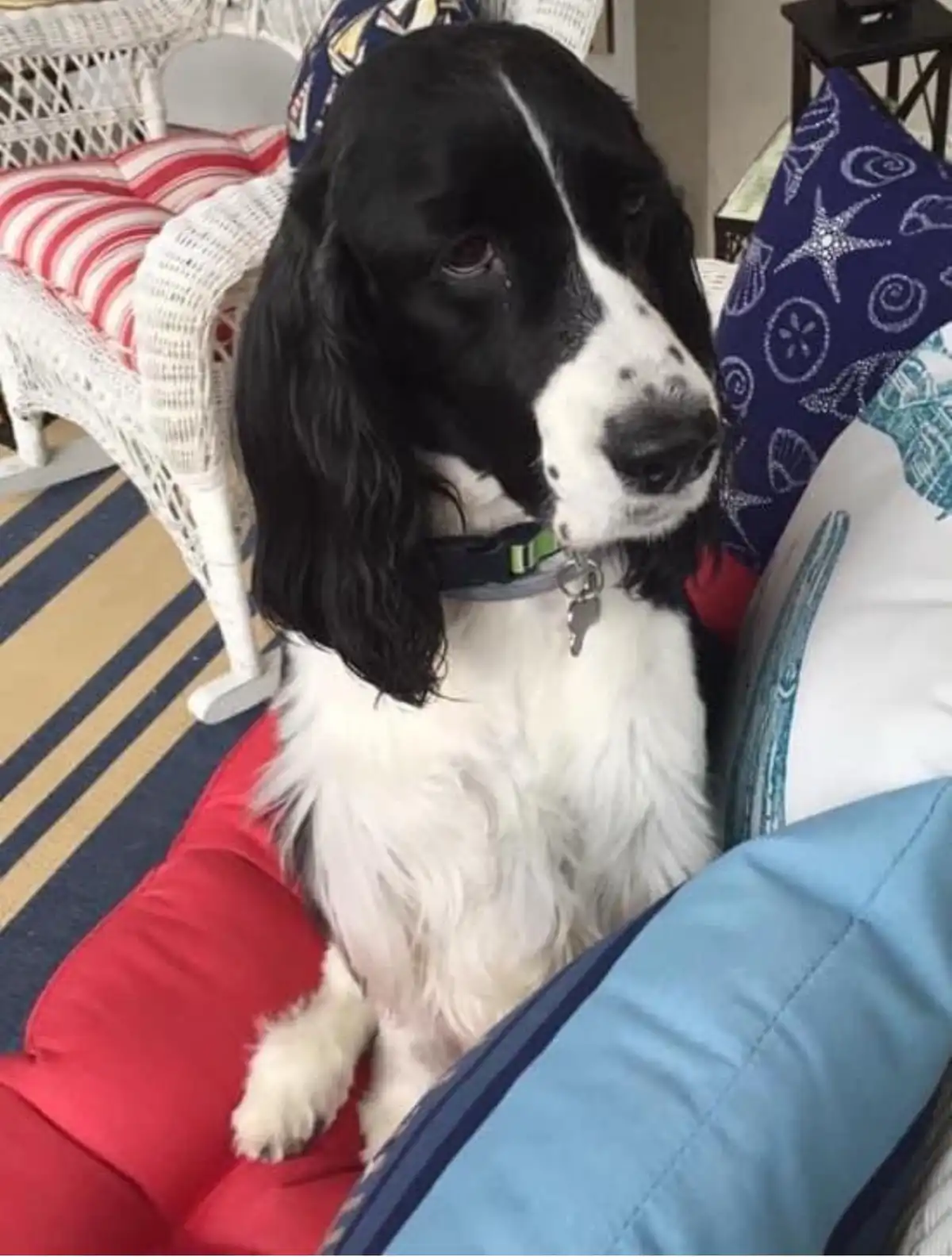A black and white dog with long floppy ears sits on a red cushion surrounded by colorful pillows, looking slightly weary…