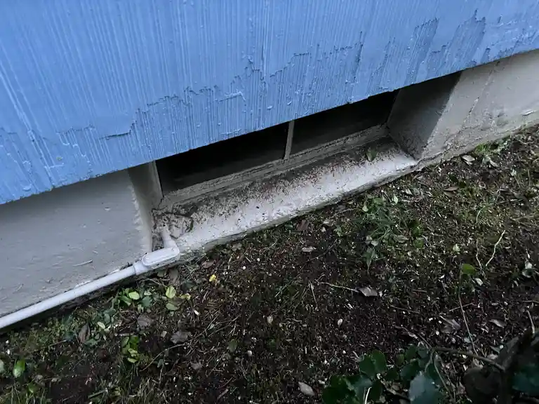 A close-up photo shows the bottom of a blue-painted wall with peeling paint, revealing a concrete foundation and a small…