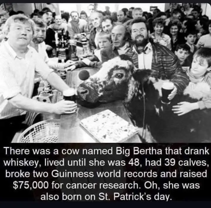 A black and white photo shows a cow sitting at a bar with a pint of beer, surrounded by a crowd of people. The cow is…