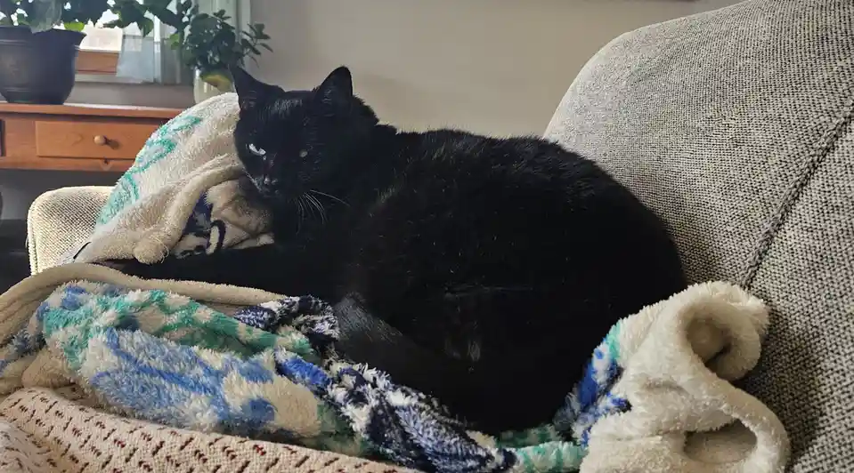Happy Caturday! Chloe reigns from her cozy throne.