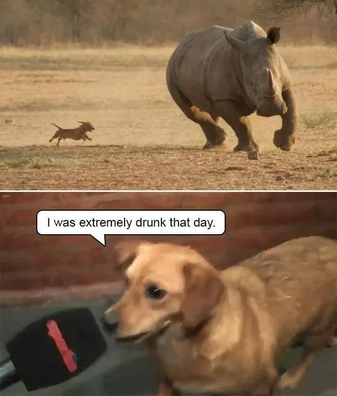 Top panel: A small dachshund runs away from a large rhinoceros in a dry, grassy field. Bottom panel: A dachshund looks…