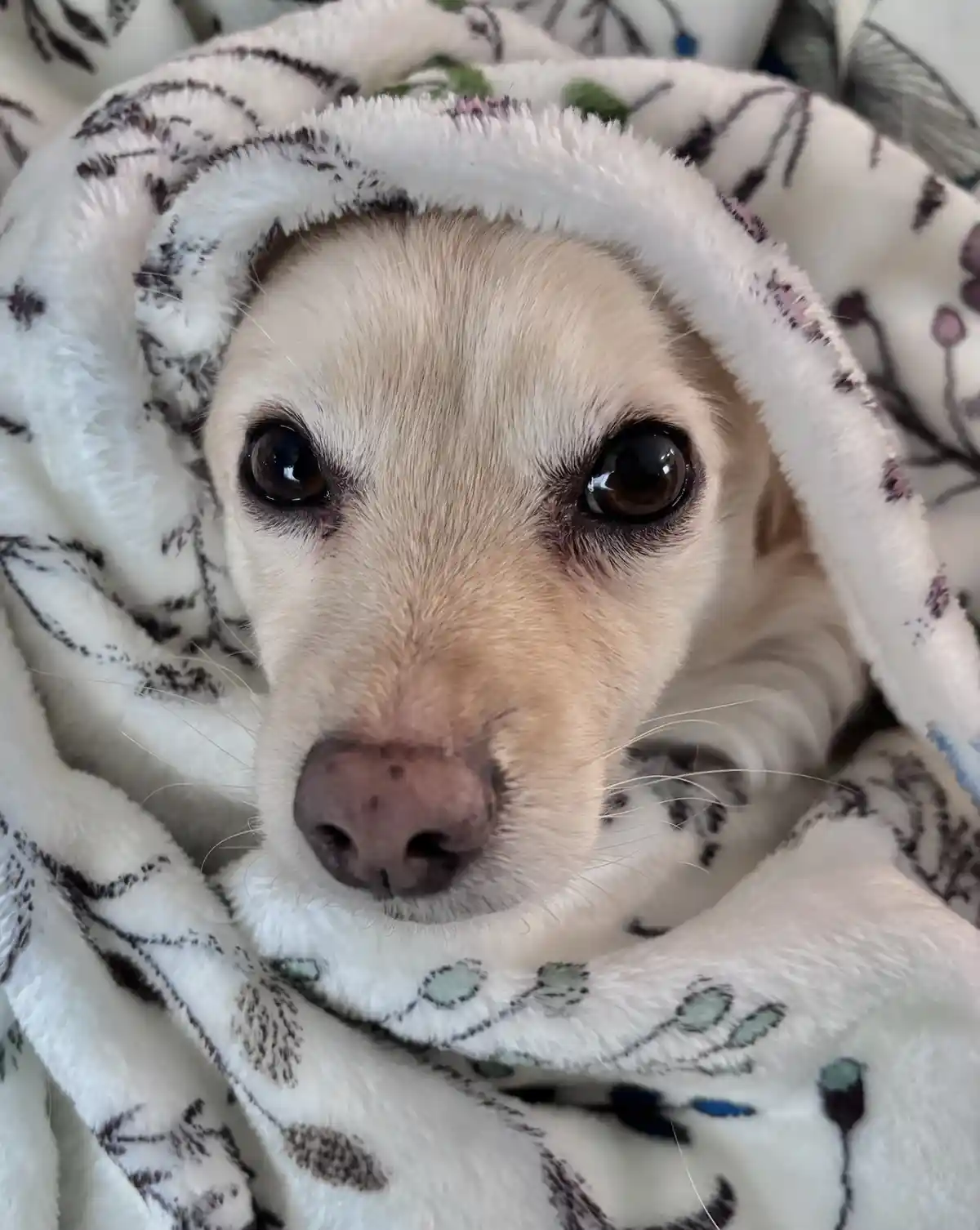 A close-up photo of a light-colored dog with large, expressive brown eyes looking directly at the camera, wrapped snugly in…