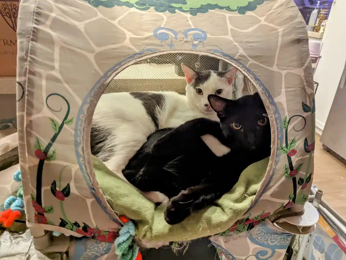 Two cats, one black and one white with gray patches, are curled up together inside a fabric cat house with a stone-patterned…