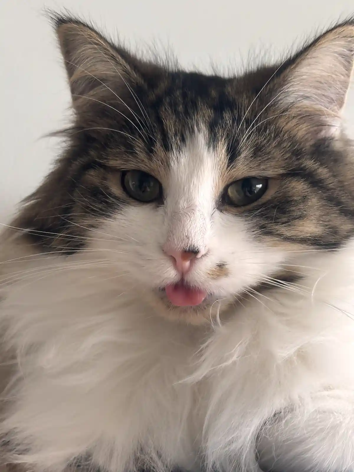 A close-up photo of a fluffy, long-haired cat with a white chest and brown tabby markings on its head, looking directly at…