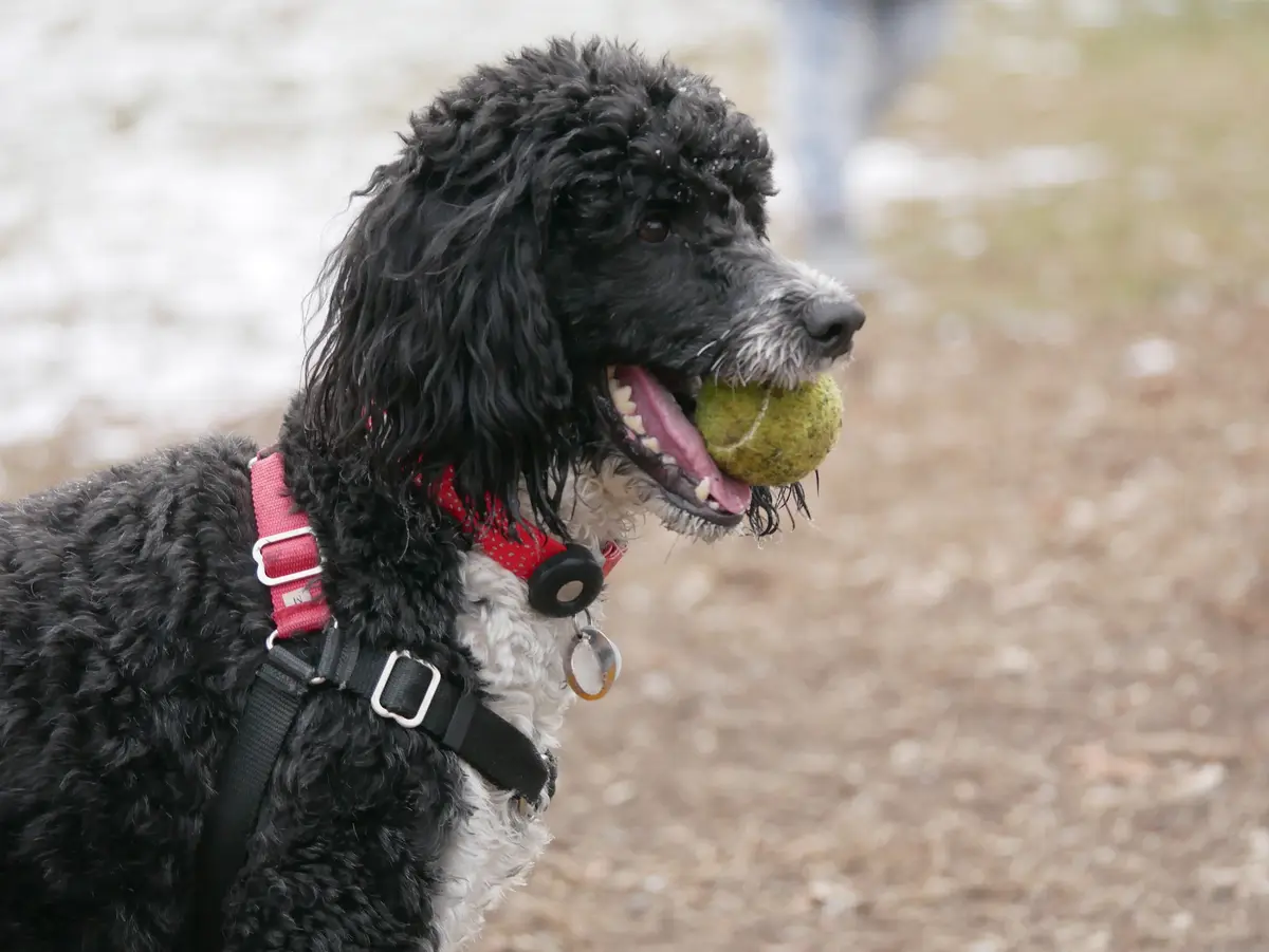 A black and white curly-haired dog with a red harness and black leash is shown in profile, holding a worn green tennis ball…