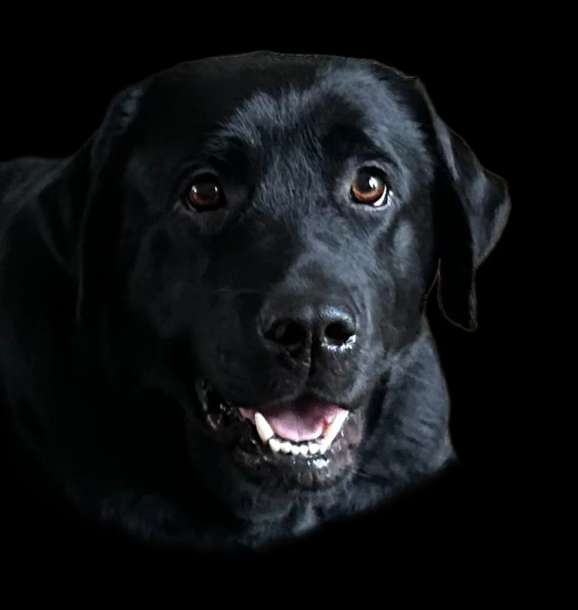 Meet Taiga, the charming Arran Labrador.