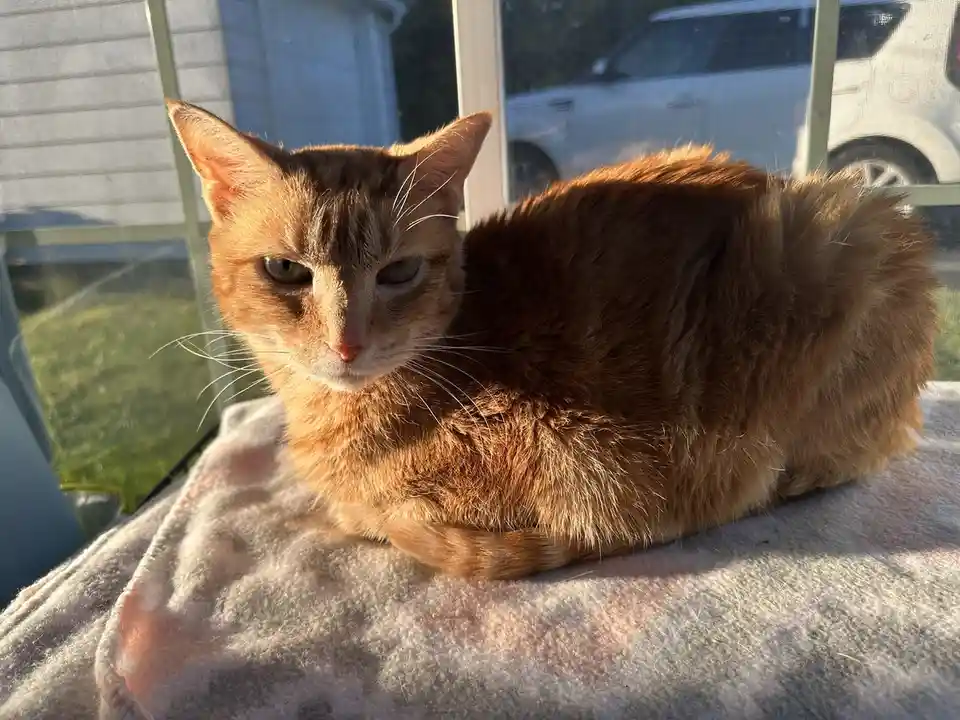 An orange tabby cat is lounging on a grey blanket near a window, bathed in warm sunlight, with a tired, half-lidded…