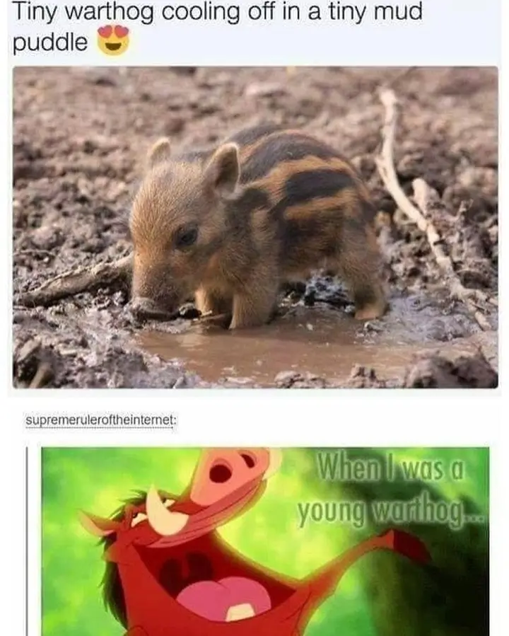 The top panel shows a small, striped warthog cub standing in a shallow mud puddle, looking down at the water. The bottom…