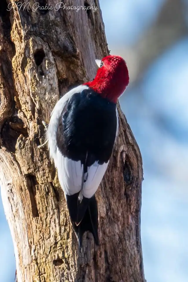 The Woodpecker Chronicles