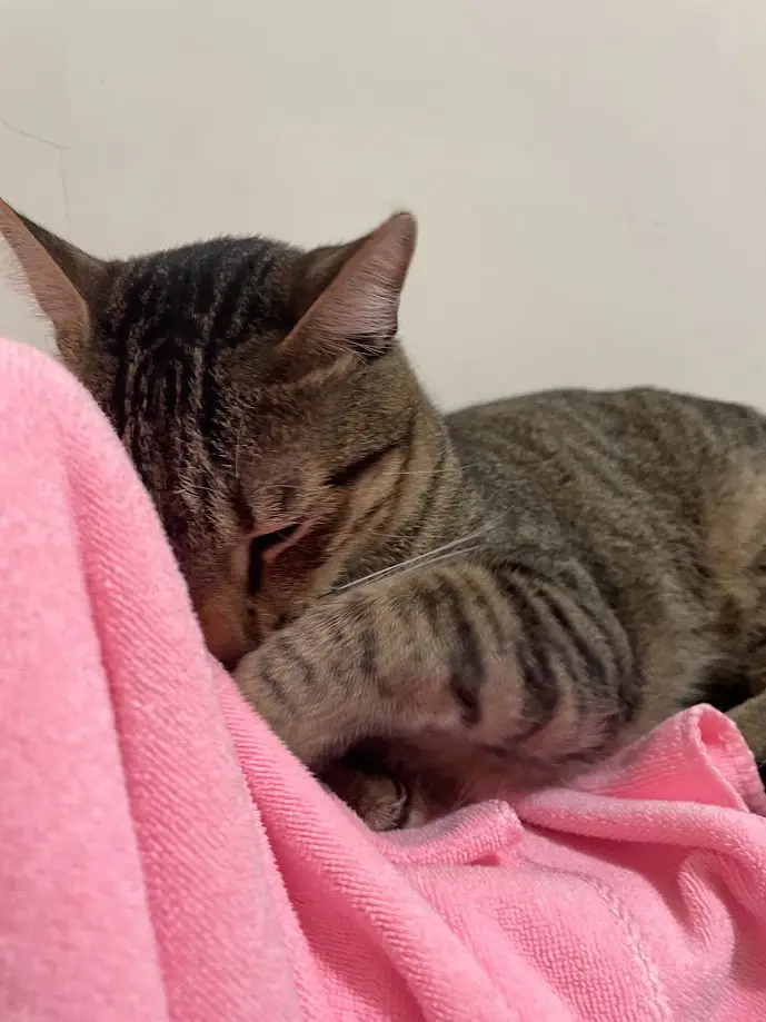 More delightful cat moments