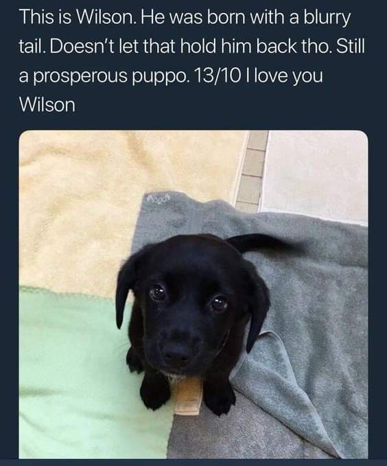 A black puppy named Wilson with a blurry tail due to motion, is shown looking up at the camera while lying on a blanket. The…