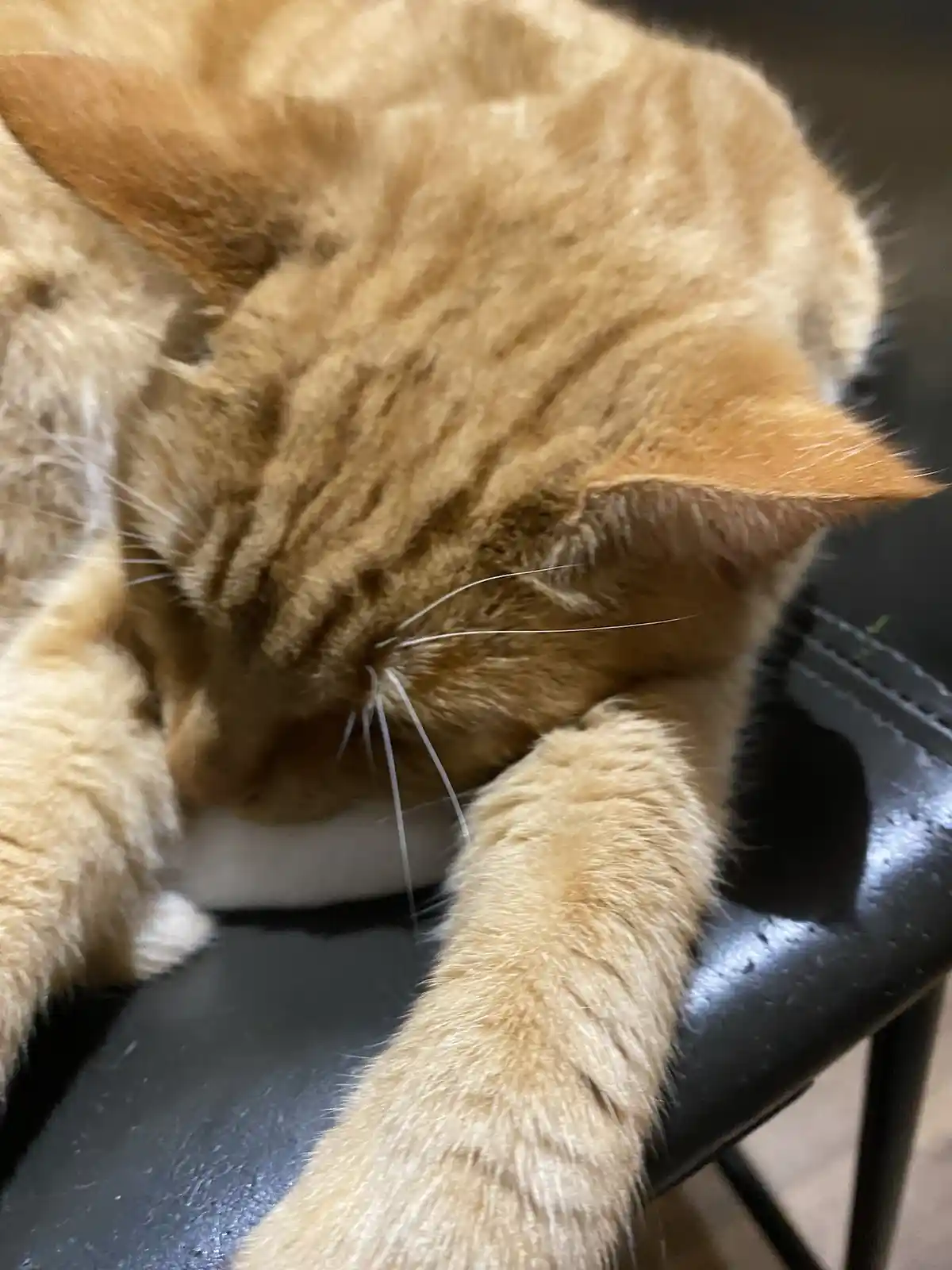 A close-up photo shows an orange tabby cat curled up and sleeping soundly on a black chair, with its head tucked into its…
