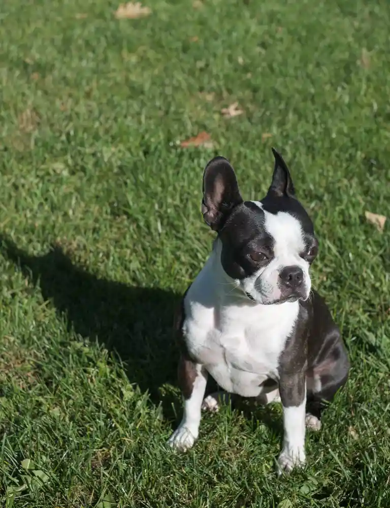 A black and white Boston Terrier sits on green grass, looking directly at the camera with a slightly unimpressed or tired…