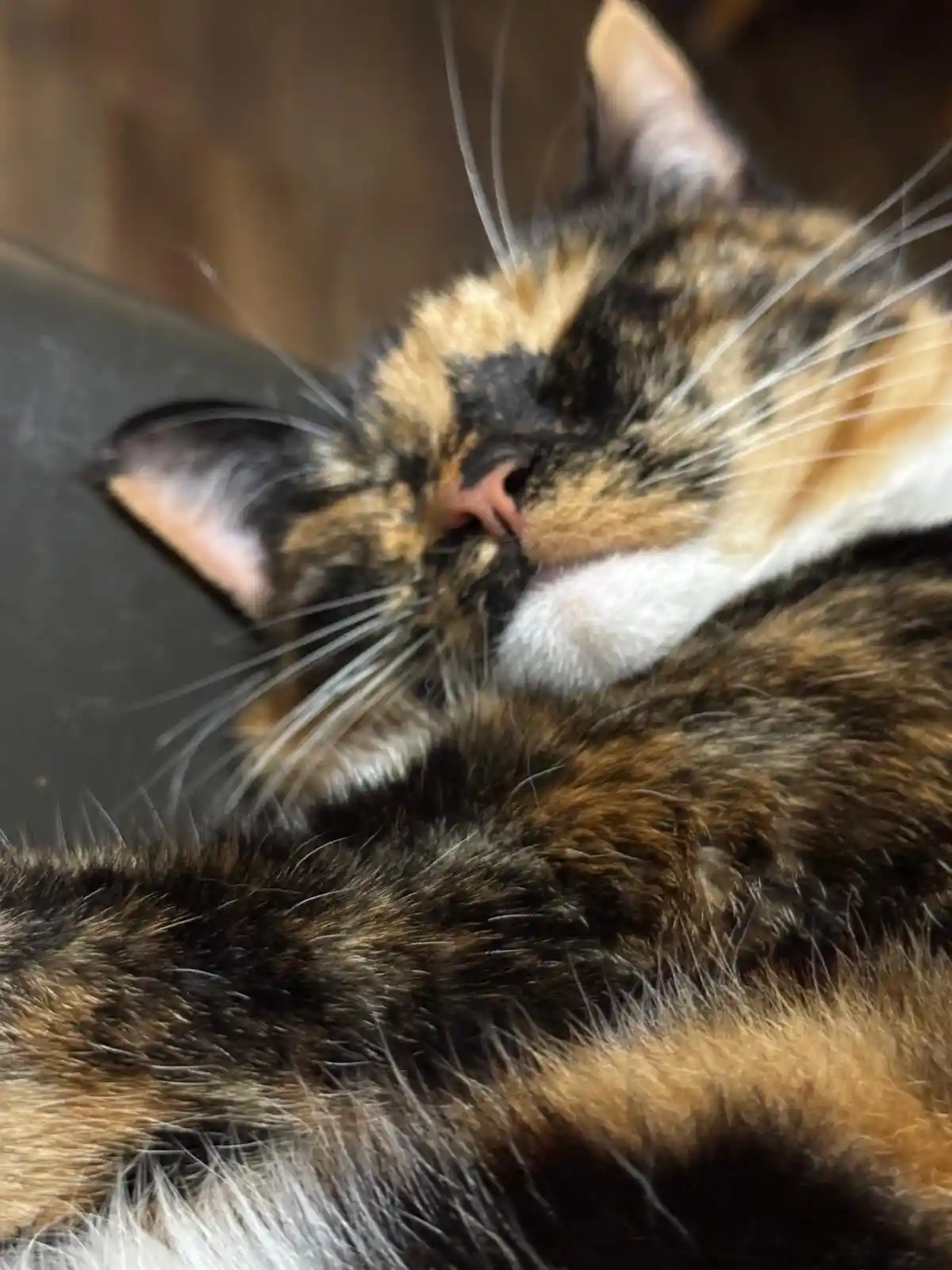 A close-up photo of a calico cat with black, orange, and white fur, appearing to be sleeping or resting peacefully with its…