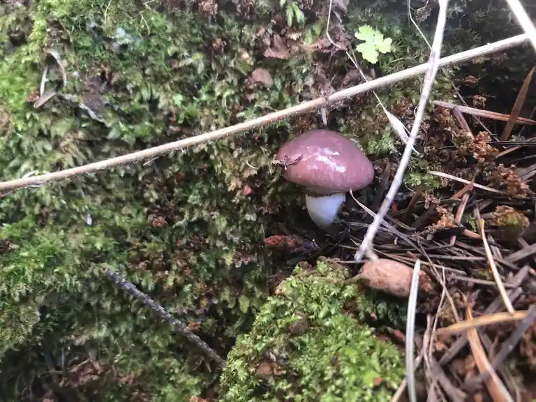 A close-up photo shows a small, smooth, purple-capped mushroom with a white stem growing in mossy, forest floor terrain with…