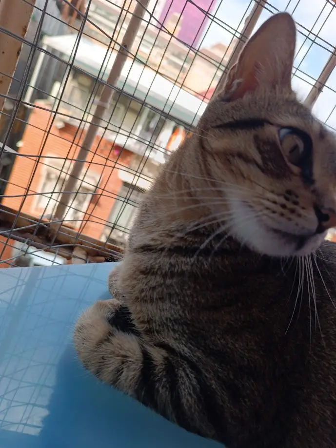 A close-up of a tabby cat resting on a blue surface, looking off to the side with a calm expression, framed by a wire mesh…