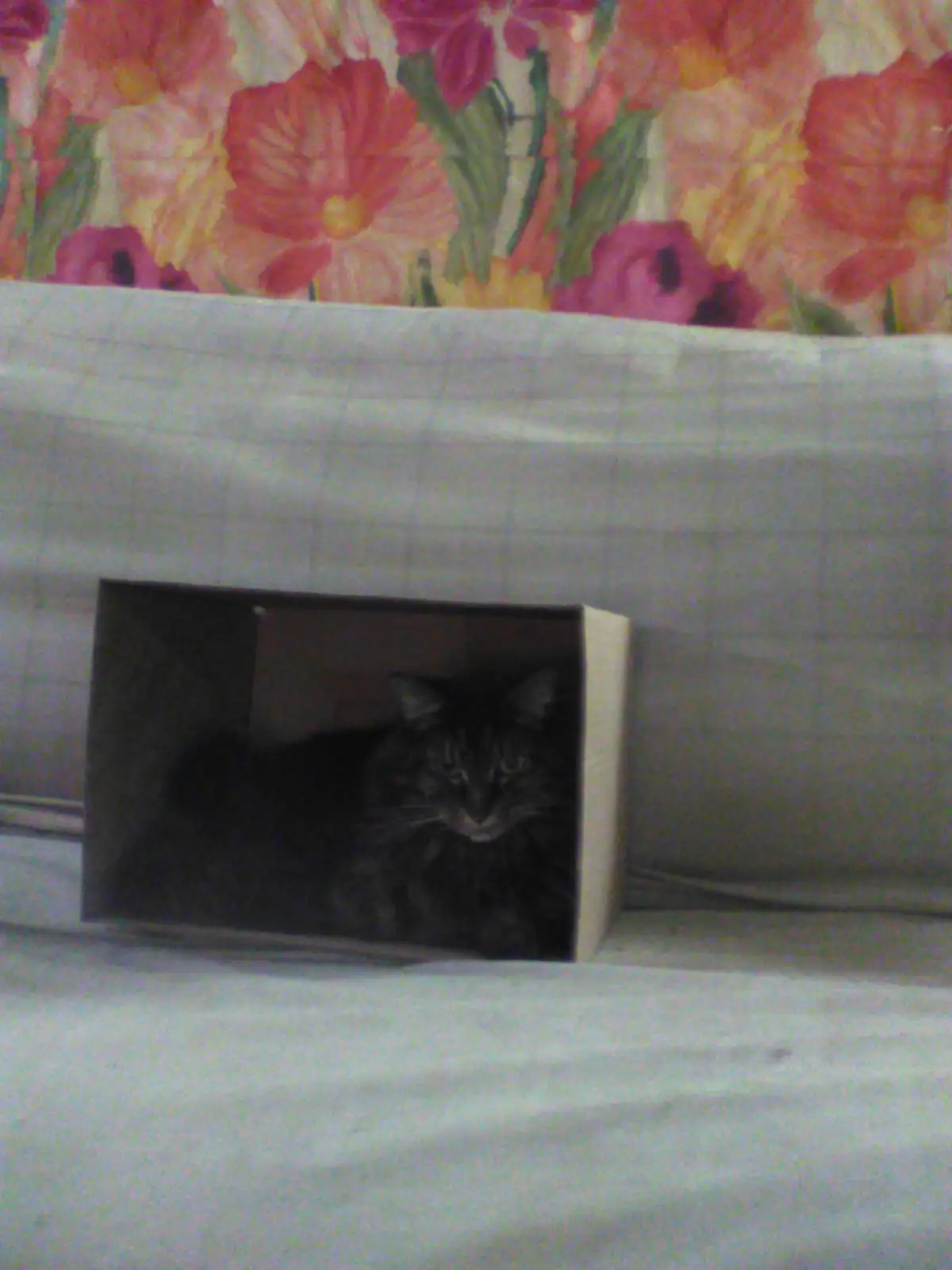 A dark tabby cat with a fluffy coat is peeking out from inside a small cardboard box placed on a bed with a light-colored…