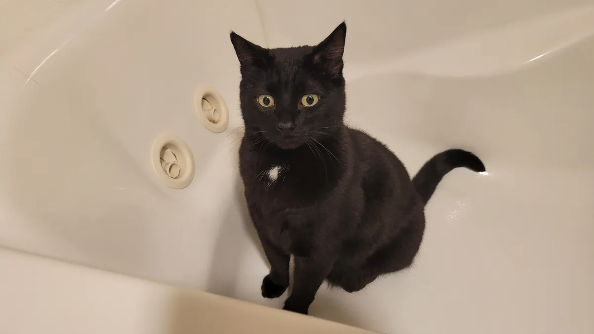 A black cat with a small white patch on its chest sits alertly in an empty white bathtub, looking directly at the camera…
