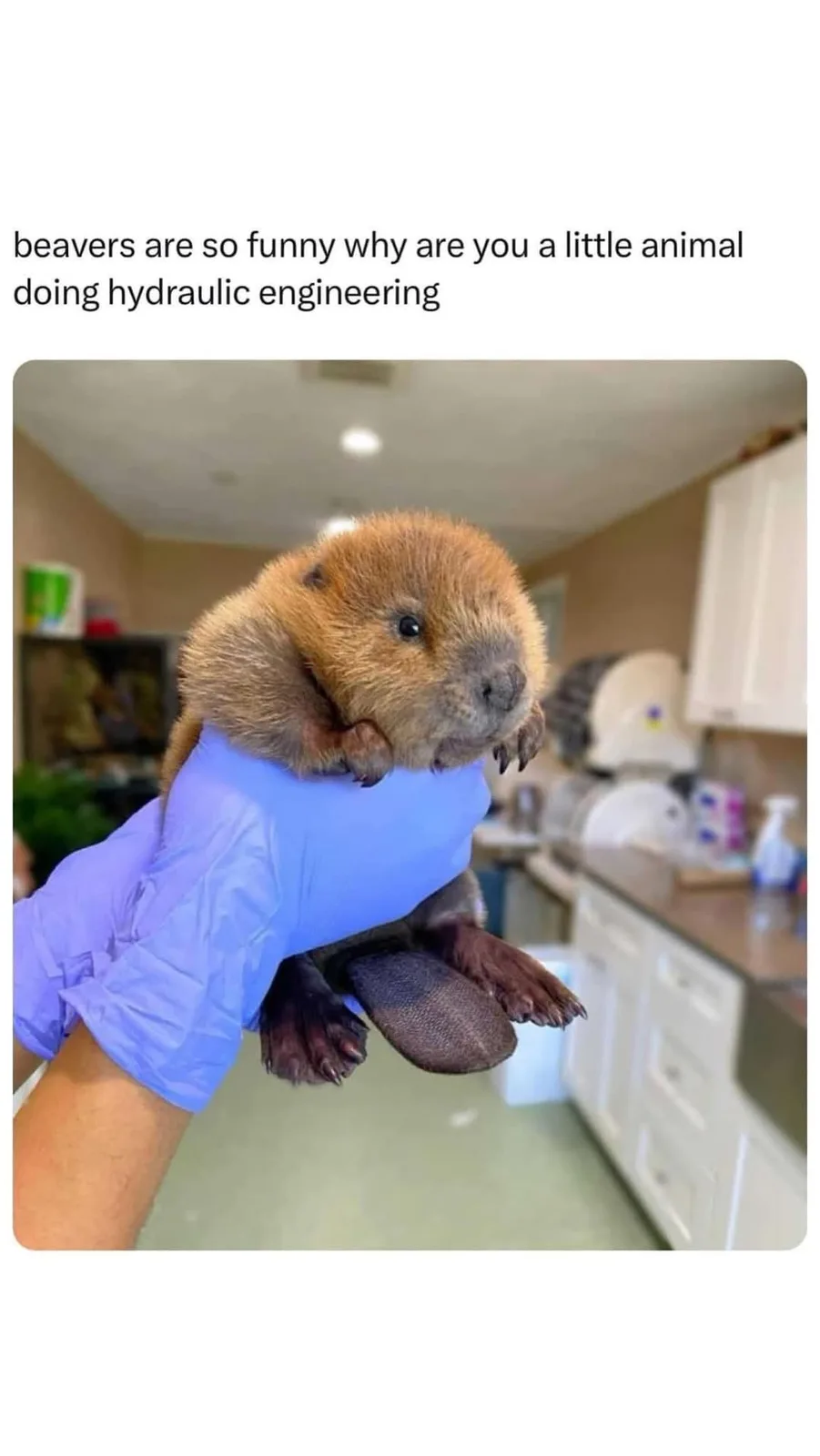 A small, fluffy beaver pup is held gently in a person's gloved hand, showcasing its large, dark, webbed feet and curious…