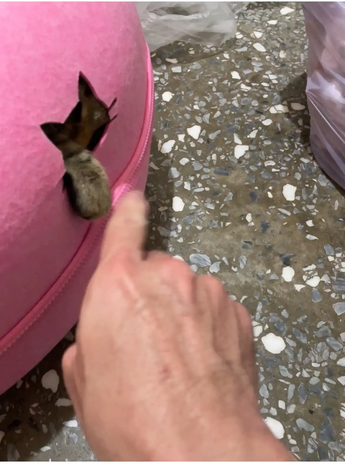 A person's hand points at a small brown squirrel peeking out from a pink zippered bag on a speckled terrazzo floor. The…