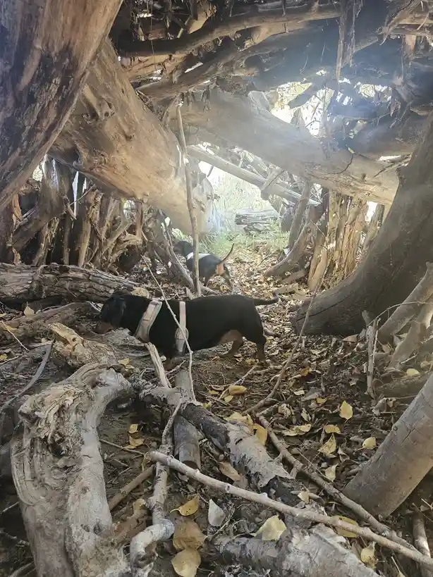 Two dachshunds are inside a dense, tangled structure made of fallen logs and branches, with sunlight filtering through gaps…