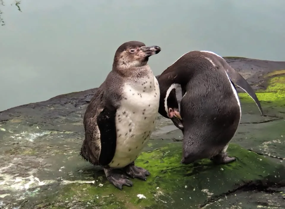 Two penguins stand on a mossy rock near water; one faces forward with a slightly smug expression while the other bends over…