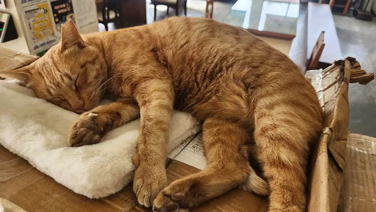 a large orange tabby cat is curled up and sleeping soundly on a white fluffy blanket inside a cardboard box, with its eyes…