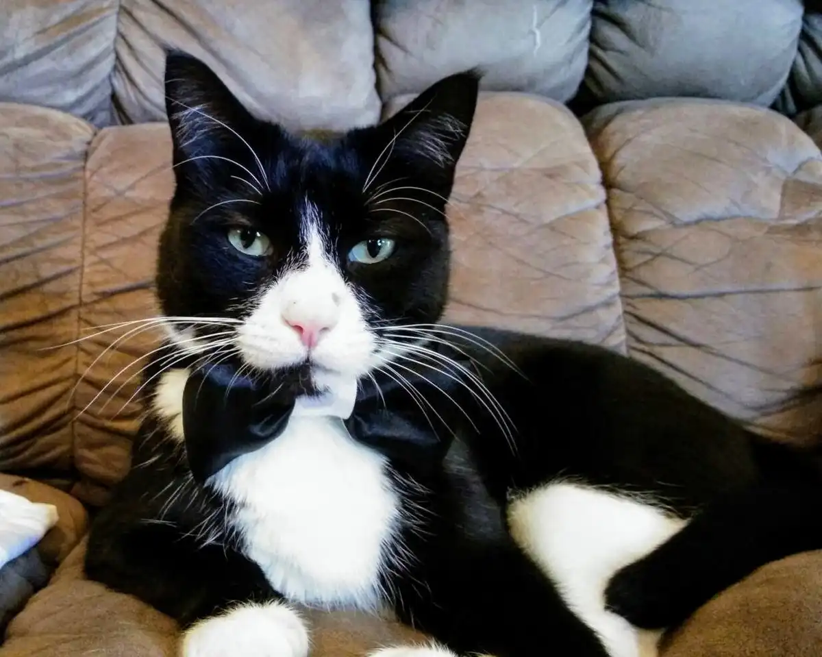 A black and white cat with green eyes sits regally on a brown couch, wearing a black bowtie around its neck. The cat stares…