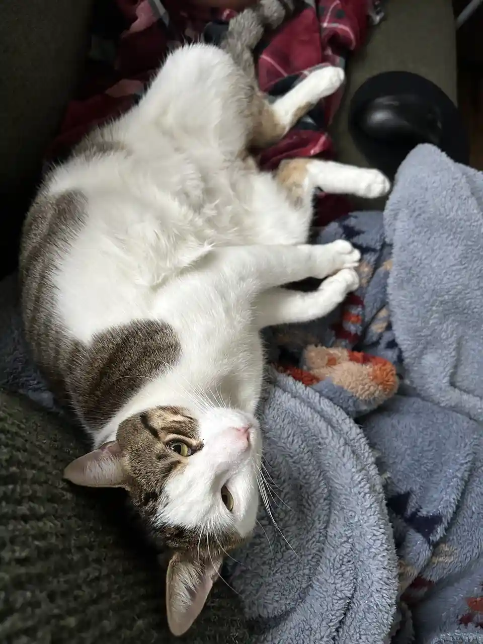 The Tummy Chronicles