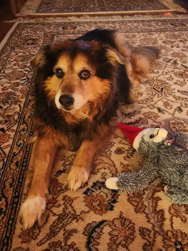 A fluffy brown and black dog with a white muzzle lies on an ornate patterned rug, looking directly at the camera with a…