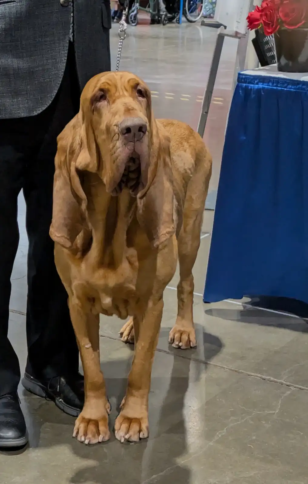 A large, reddish-brown bloodhound stands on a polished floor next to a person in a suit, its long, droopy ears and wrinkled…
