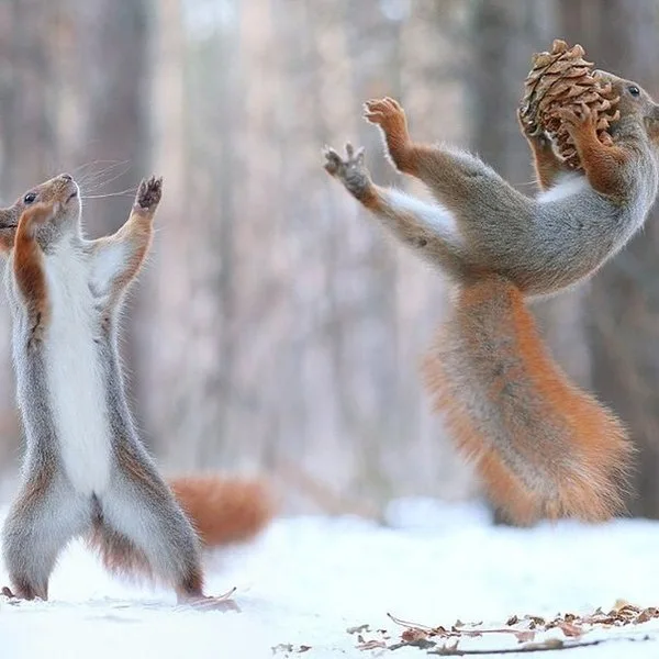 Two red squirrels are captured mid-action in a snowy forest. The squirrel on the right is airborne, holding a large pinecone…