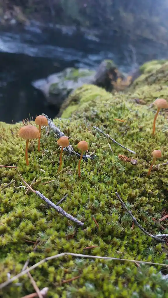 A close-up photo shows several small, orange-brown mushrooms growing in a patch of vibrant green moss near a blurred body of…