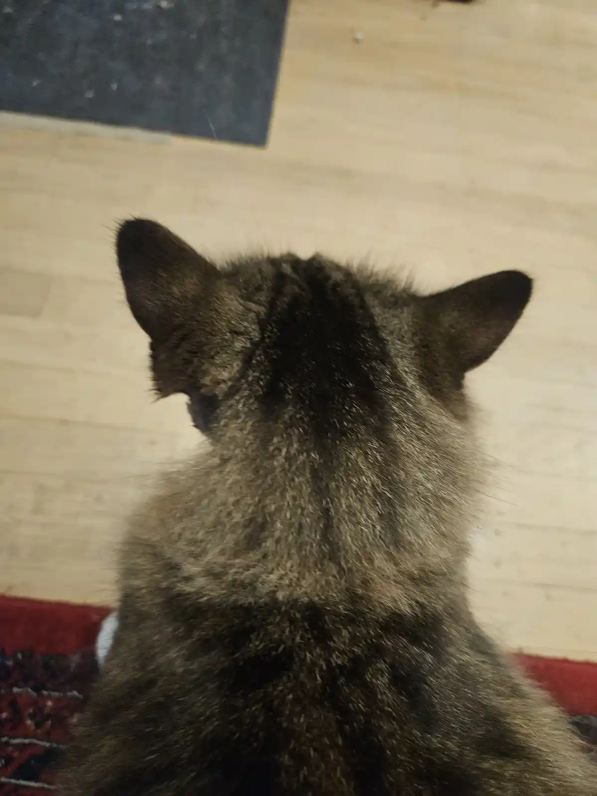 A close-up photo shows the back of a gray tabby cat sitting on a red rug, facing away from the camera toward a light wood…
