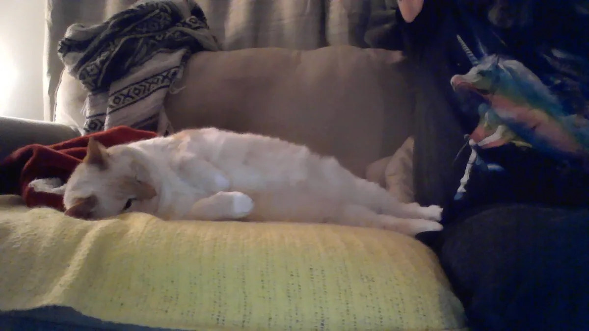 A white cat with orange patches is sleeping soundly on a yellow textured cushion on a couch. To the right, a person wearing…