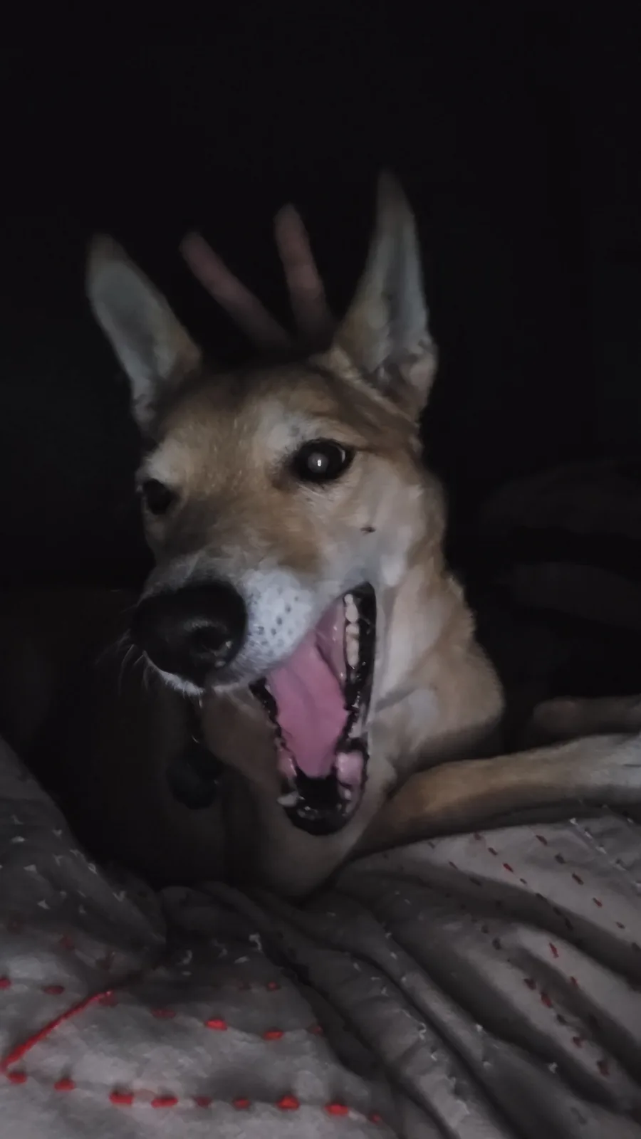 Meet Mutty: The Ultimate Good Boy