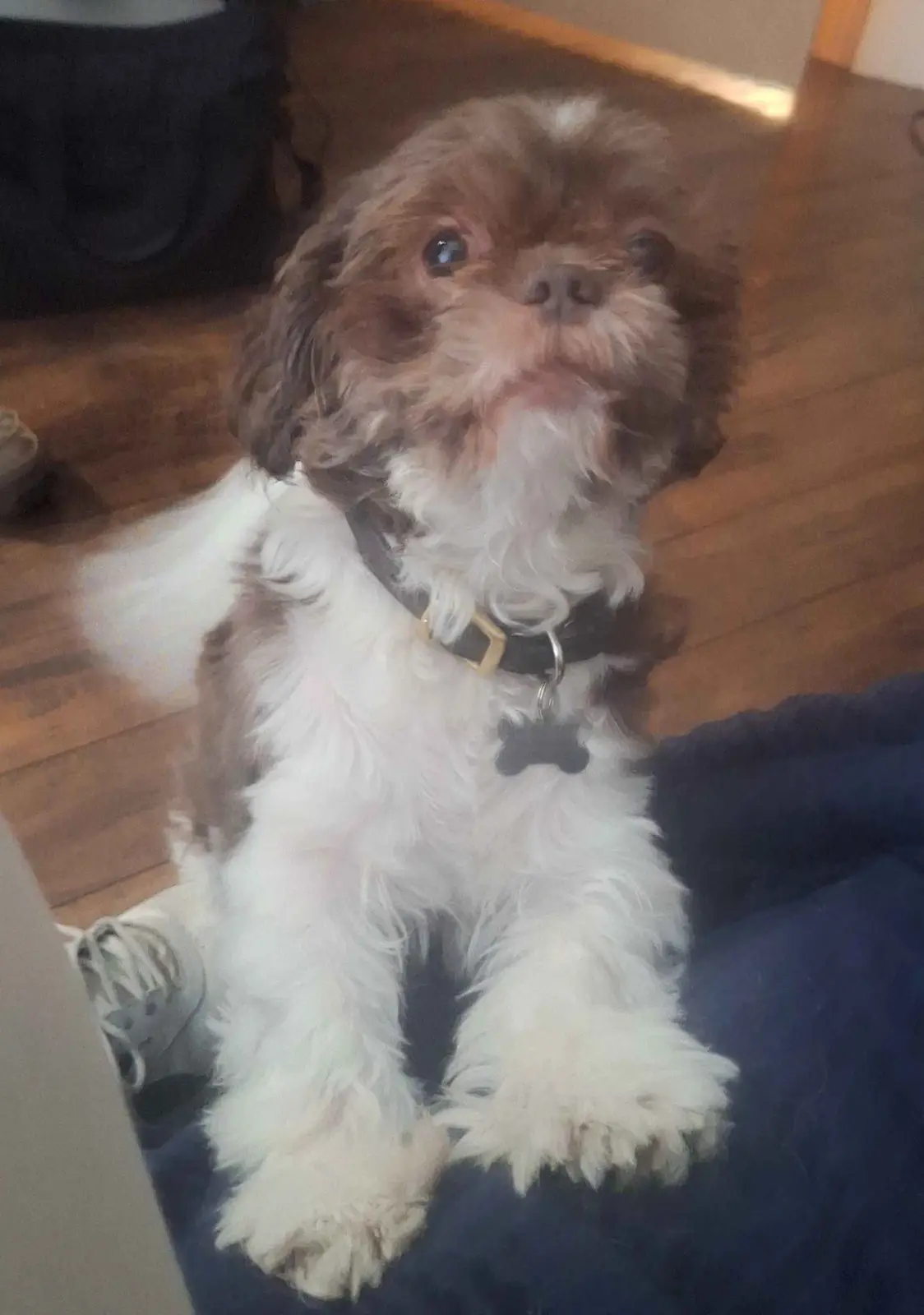 A small, fluffy brown and white dog with big, pleading eyes sits on a person's lap on a wooden floor, wearing a black collar…
