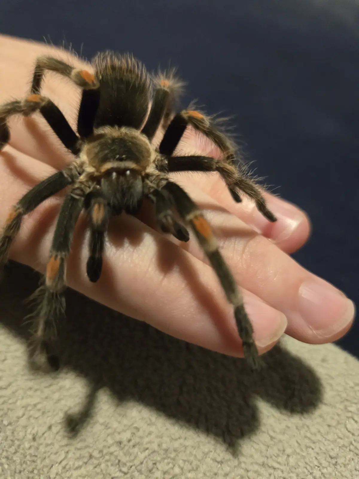 A large, hairy tarantula with black and orange markings is resting calmly on a person's open palm, facing the camera. The…