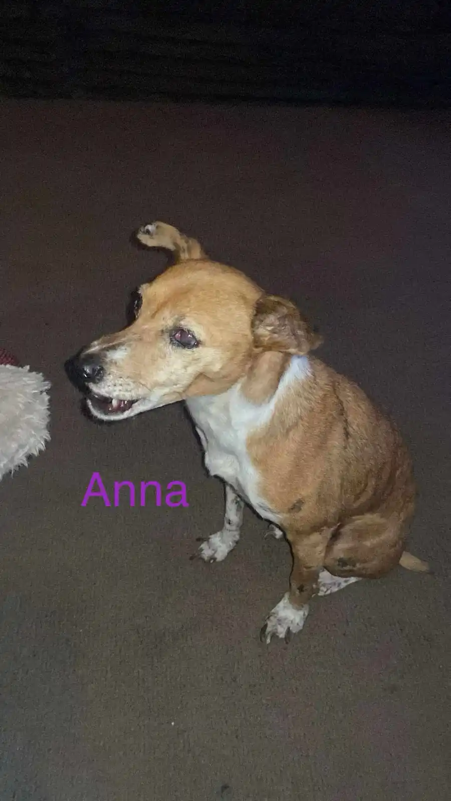 A brown and white dog named Anna sits on a dark carpet, looking up with an open mouth and one ear flopped over. The name…