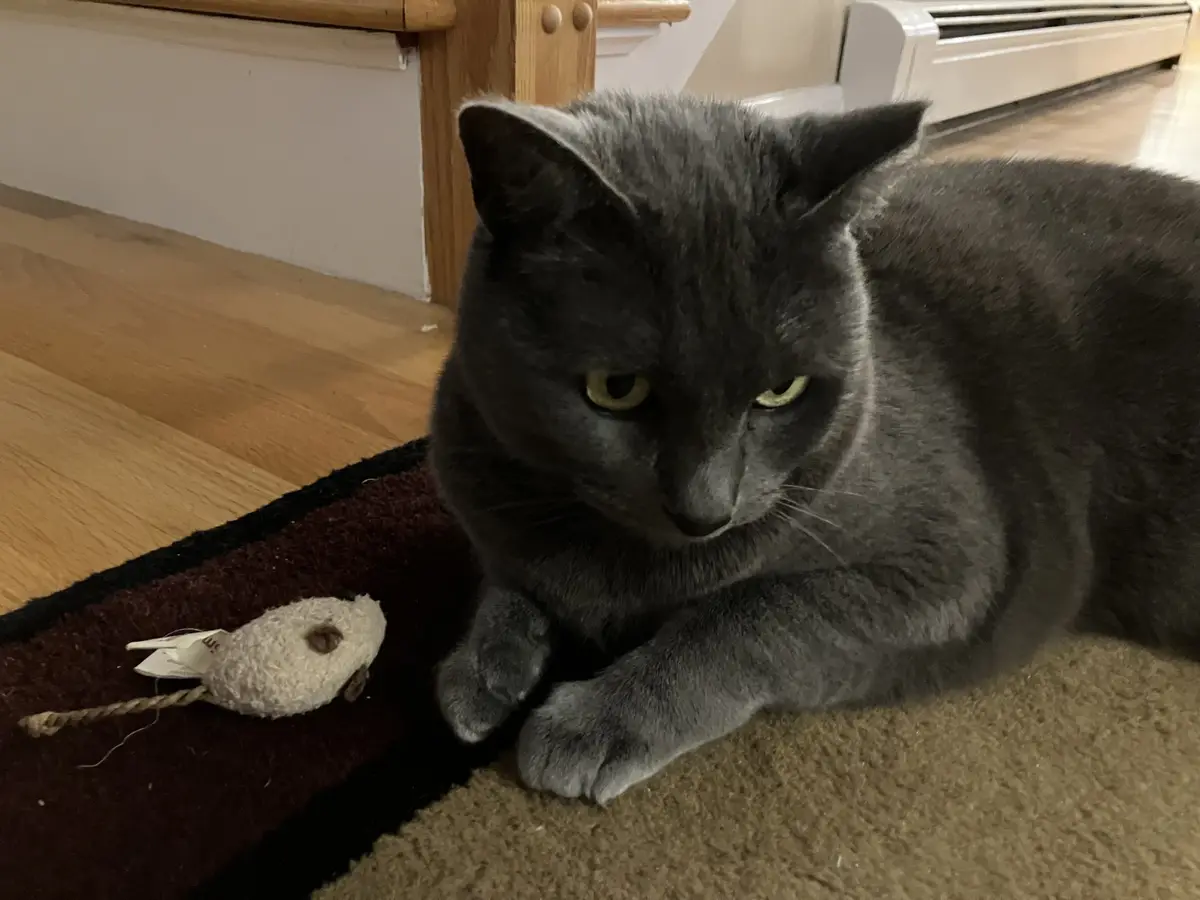 A gray cat with yellow eyes lies on a carpeted floor next to a worn-out cat toy, looking unimpressed and disinterested. The…
